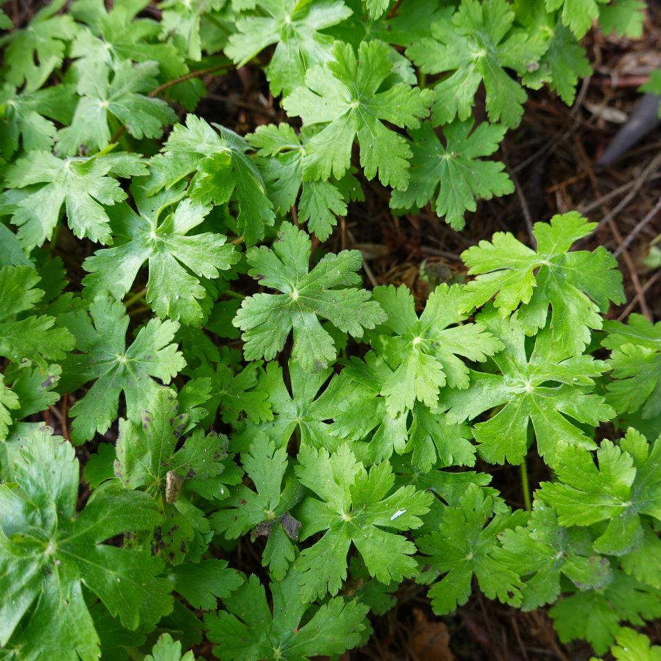Dense green mat of deeply divided Geranium × cantabrigiense ‘Biokovo’ foliage.