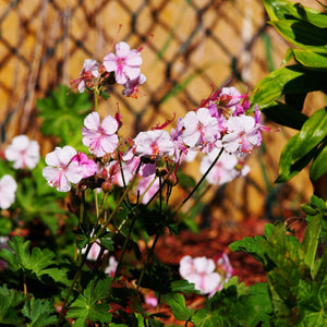 Geranium × cantabrigiense ‘Biokovo’ flowering with pale pink blooms beside a wire fence.