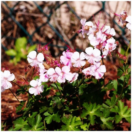 Pale pink Geranium × cantabrigiense ‘Biokovo’ flowers rising from deeply lobed groundcover foliage.