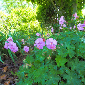 Geranium × cantabrigiense ‘Karmina’ flowering beneath trees in a shaded border.