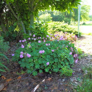 Broad clump of Geranium × cantabrigiense ‘Karmina’ with scattered pink flowers.