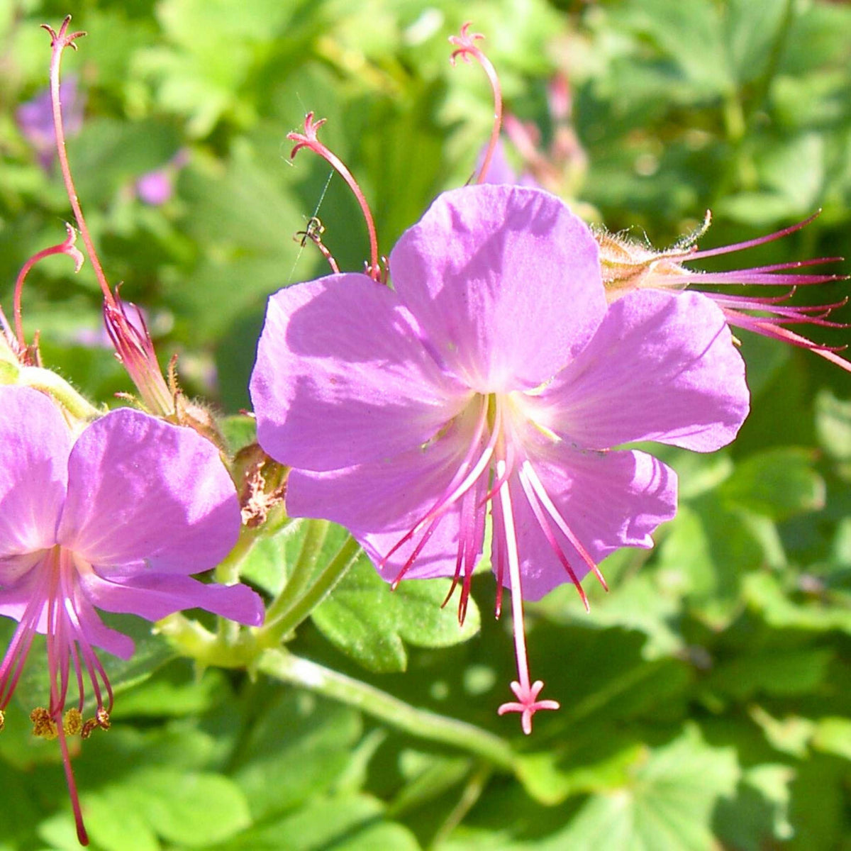 Close-up of a pink Geranium × cantabrigiense ‘Karmina’ flower with pale veins and long stamens.