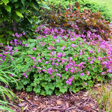 Low Geranium × cantabrigiense ‘Karmina’ groundcover covered with magenta-pink flowers.
