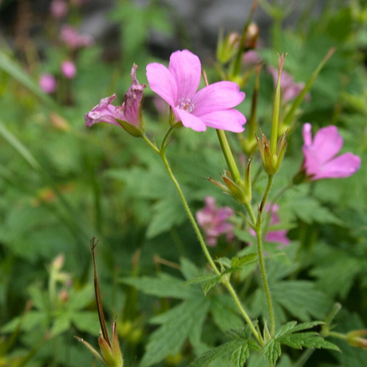 Close-up of a soft pink Geranium × oxonianum ‘Rose Clair’ flower with deeper veins.