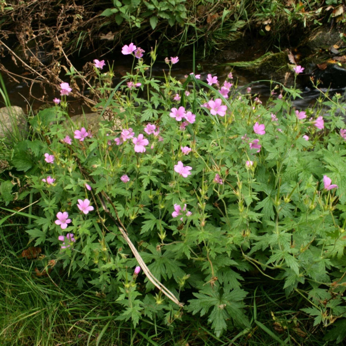 Loose clump of Geranium × oxonianum ‘Rose Clair’ dotted with small pink flowers.