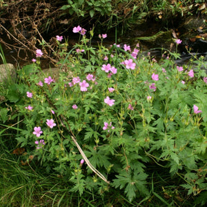Loose clump of Geranium × oxonianum ‘Rose Clair’ dotted with small pink flowers.