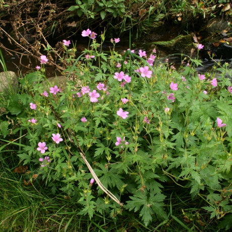 Loose clump of Geranium × oxonianum ‘Rose Clair’ dotted with small pink flowers.