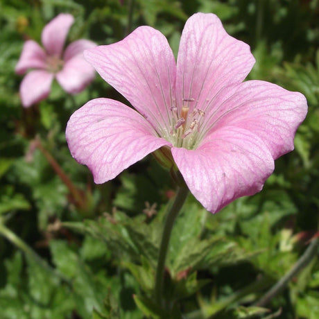 Close-up of a pink Geranium × oxonianum ‘Wargrave Pink’ flower with fine darker veins.