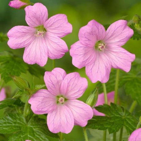 Cluster of pale pink Geranium × oxonianum ‘Wargrave Pink’ flowers above green foliage.
