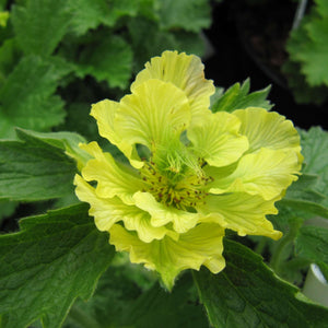 Geum ‘Banana Daiquiri’