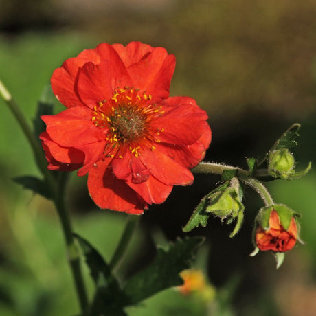 Close-up of a semi-double scarlet Geum ‘Scarlet Tempest’ bloom with golden stamens.