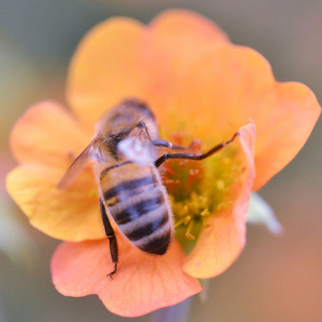 Honeybee feeding on an orange Geum ‘Totally Tangerine’ flower.