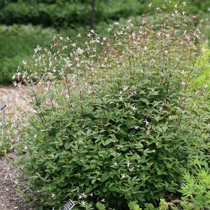 Gillenia trifoliata