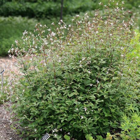 Gillenia trifoliata