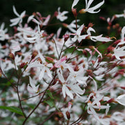 Airy sprays of white, star-shaped Gillenia trifoliata flowers on reddish stems.