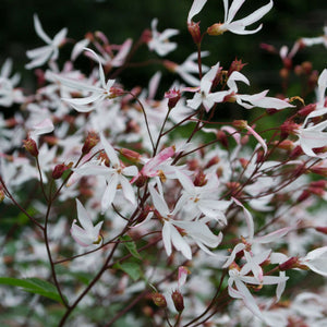 Gillenia trifoliata