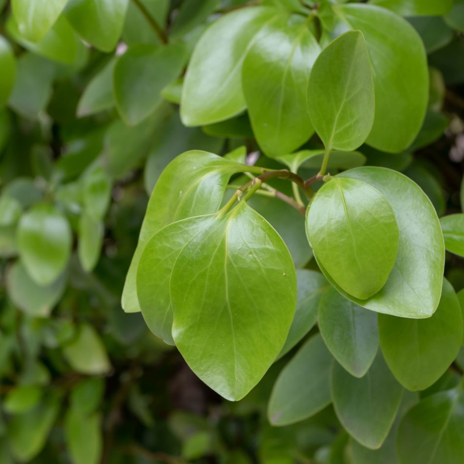 Griselinia littoralis