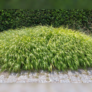 Hakonechloa macra ‘Aureola’