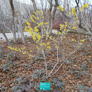 Young Hamamelis × intermedia ‘Arnold Promise’ flowering yellow in a leaf-strewn woodland garden.