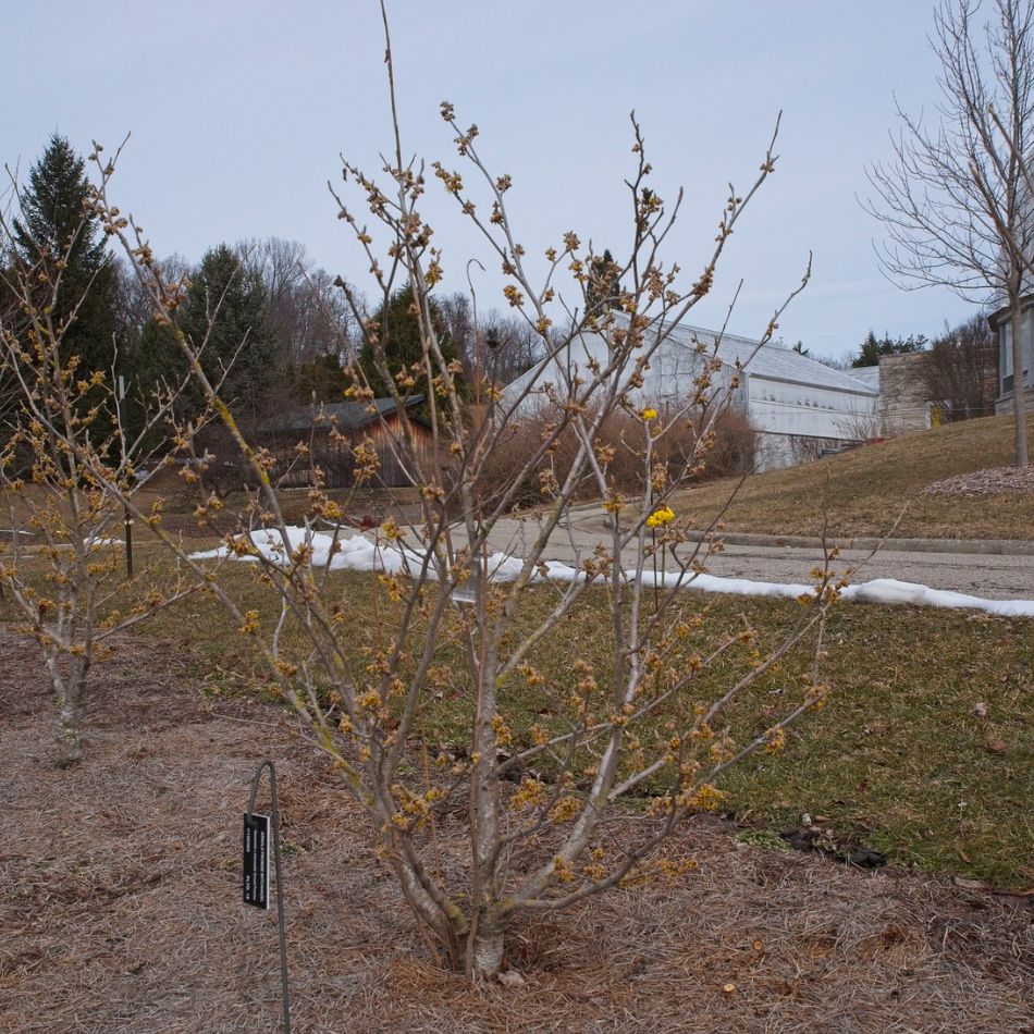 Leafless Hamamelis × intermedia ‘Arnold Promise’ shrub with scattered yellow winter flowers.