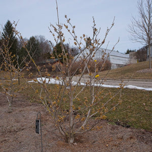Leafless Hamamelis × intermedia ‘Arnold Promise’ shrub with scattered yellow winter flowers.