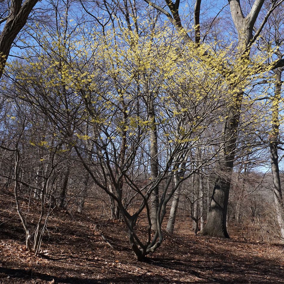 Multi-stemmed Hamamelis × intermedia ‘Arnold Promise’ covered in yellow flowers beneath bare trees.