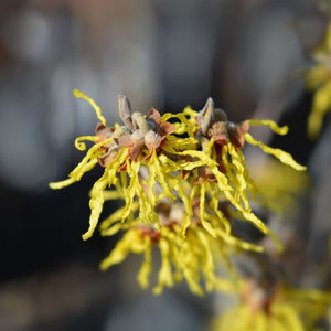 Close-up of yellow Hamamelis × intermedia ‘Arnold Promise’ flowers with curled strap-like petals.