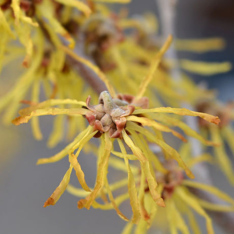 Close-up of ribbon-like golden Hamamelis × intermedia ‘Arnold Promise’ flowers on bare twigs.