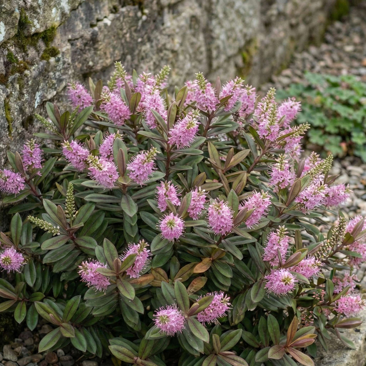Hebe ‘Pink Candy’