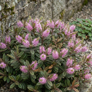 Hebe ‘Pink Candy’