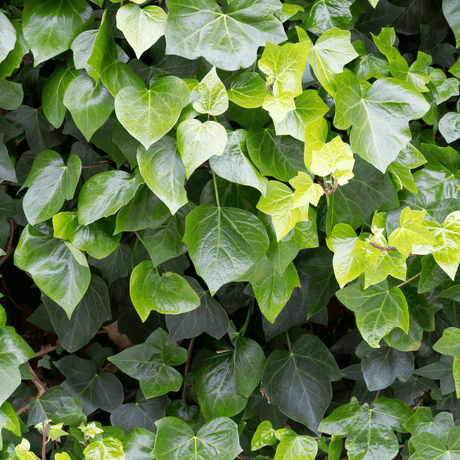 Dense wall of fresh green Hedera helix ‘Arborescens’ foliage.