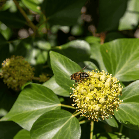 Hoverfly feeding on a yellow-green Hedera helix ‘Arborescens’ flower head among mature ivy leaves.