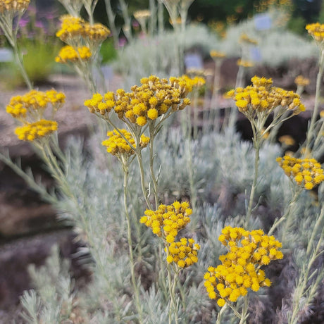 Close-up of mustard-yellow Helichrysum italicum flower heads on silvery stems.