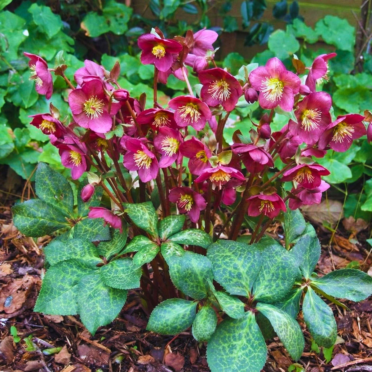 Deep magenta-red Helleborus ‘Anna’s Red’ flowers with golden stamens above mottled leaves.