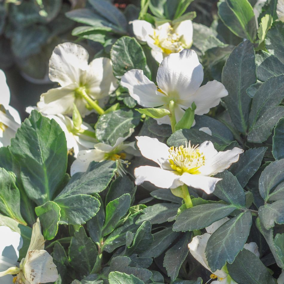 Helleborus niger clump with white flowers above grey-green leathery foliage.