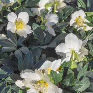 Several white Helleborus niger flowers opening among dark evergreen leaves.