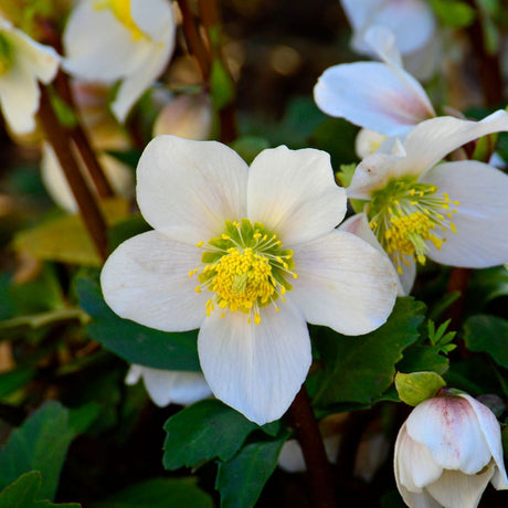 Close-up of a white Helleborus niger flower with a golden-green centre beside rounded buds.