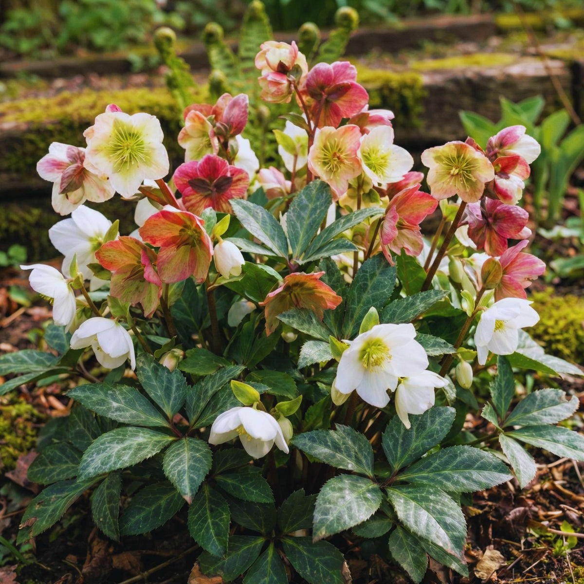 Compact Helleborus ‘Winter Moonbeam’ with creamy flowers flushed pink above marbled leaves.