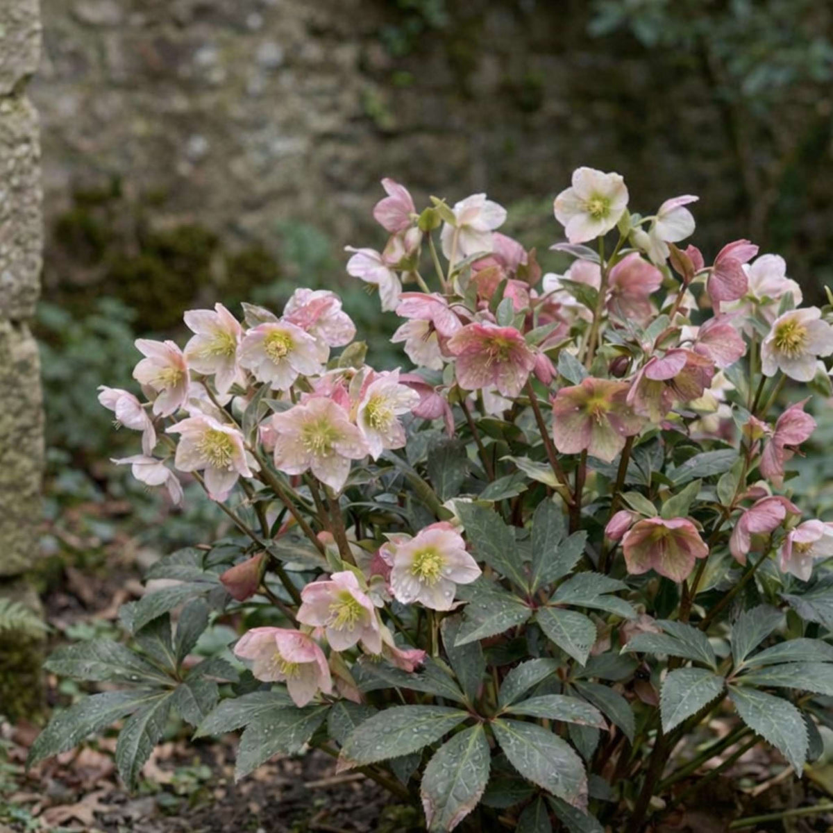 Helleborus ‘Winter Sunshine’ bearing clusters of pale blush-pink flowers above dark foliage.