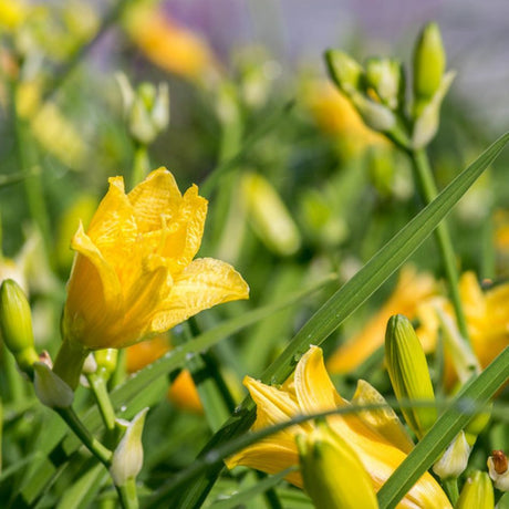 Several Hemerocallis ‘Stella de Oro’ flowers and buds among strap-shaped leaves.