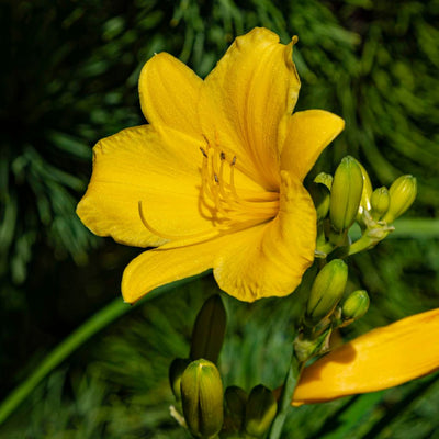 Golden yellow Hemerocallis ‘Stella de Oro’ flower with buds on an upright stem.
