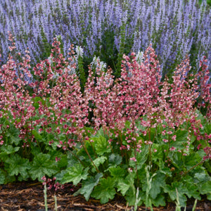 Heuchera ‘Berry Timeless’