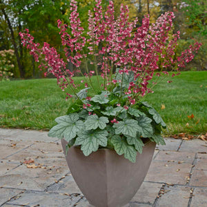 Heuchera ‘Berry Timeless’