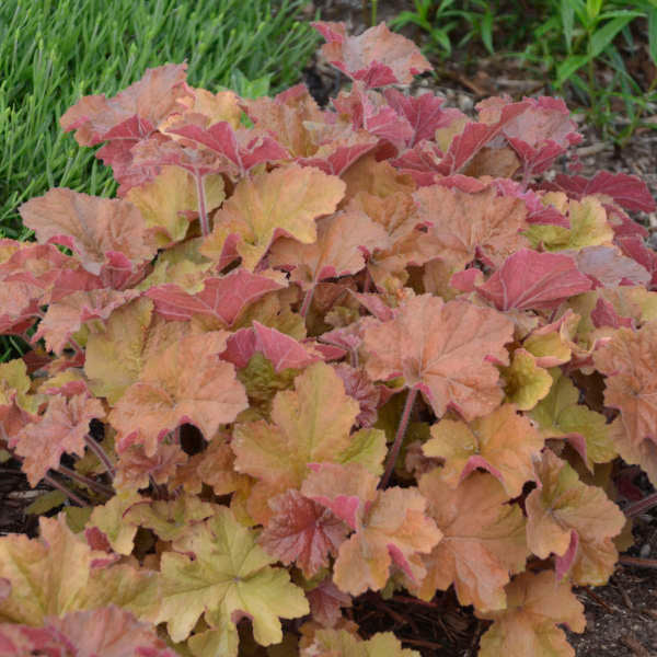 Close-up of peach, caramel and golden Heuchera ‘Caramel’ foliage.