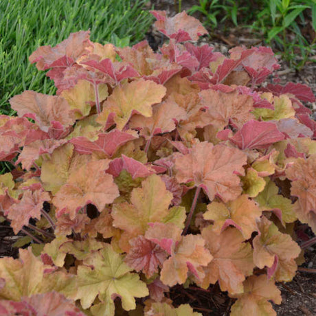 Close-up of peach, caramel and golden Heuchera ‘Caramel’ foliage.