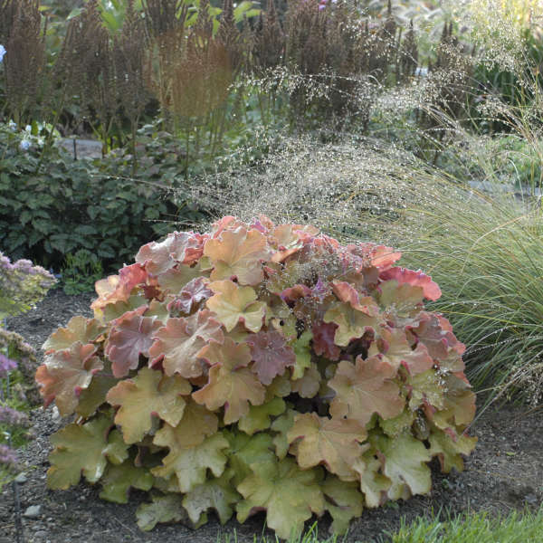 Rounded Heuchera ‘Caramel’ mound with softly coloured peach-green leaves in a border.