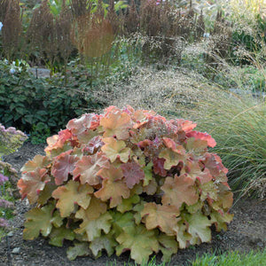 Rounded Heuchera ‘Caramel’ mound with softly coloured peach-green leaves in a border.