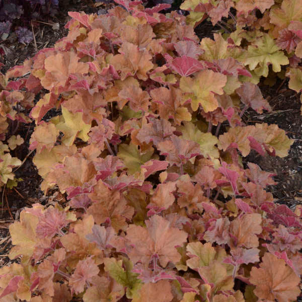 Close-up mass of copper, rose and caramel Heuchera ‘Caramel’ leaves.