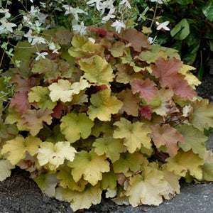 Dense Heuchera ‘Caramel’ clump with olive, gold and bronze scalloped leaves.