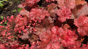 Pollinator friendly perennials